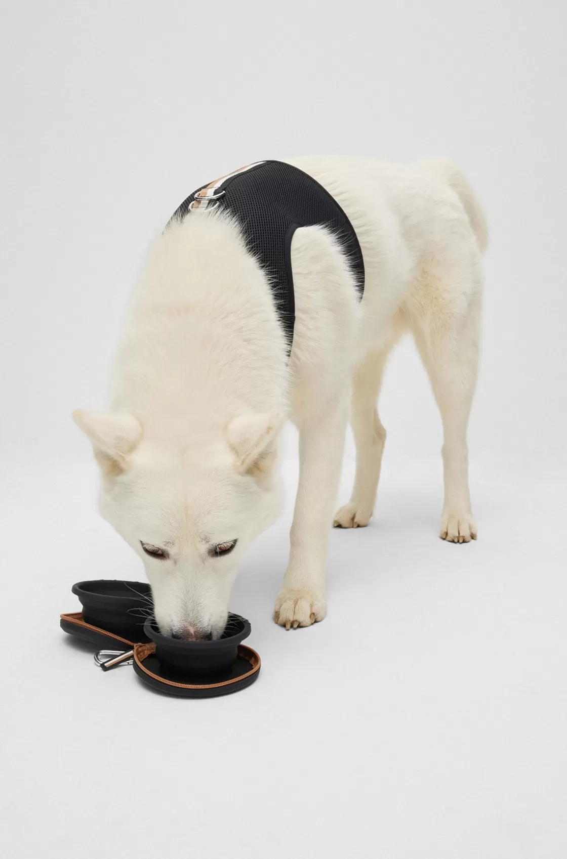 HUGO BOSS Collapsible Dog Bowls In Silicone With Zip-up Case Black Sale