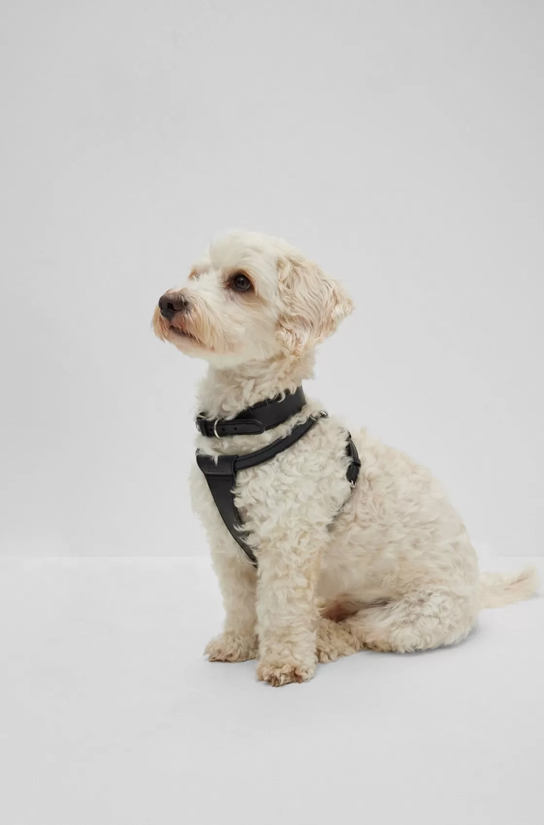 HUGO BOSS Dog Collar In Leather Black Shop