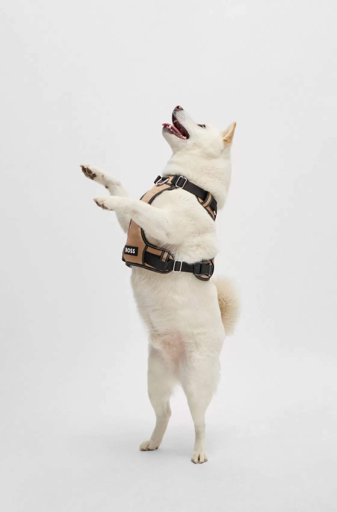 HUGO BOSS Dog Harness With Padding Beige Online