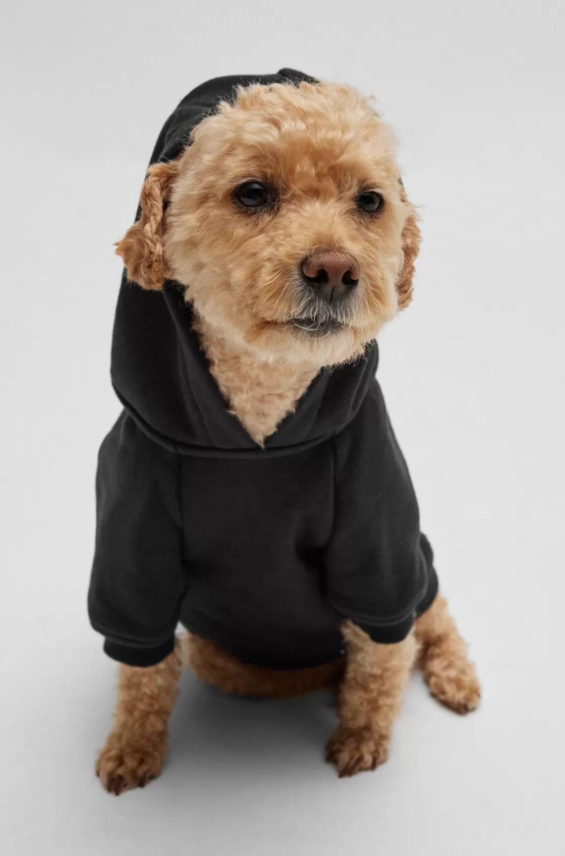 HUGO BOSS Dog Hoodie With Iconic Stripe Logo Black Store
