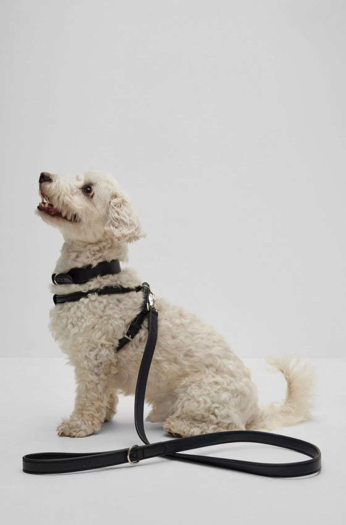 HUGO BOSS Dog Lead In Leather Black Online