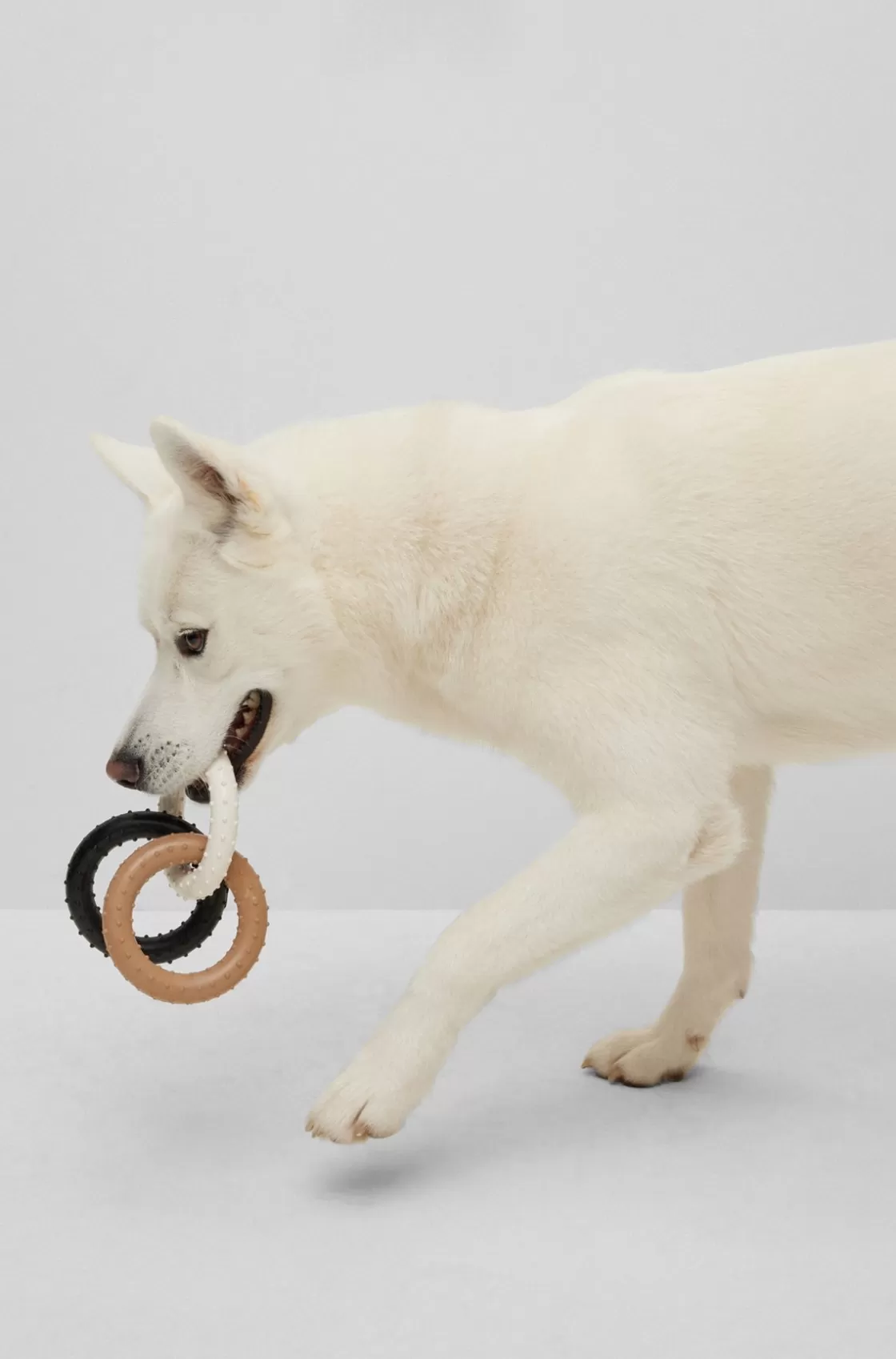 HUGO BOSS Dog Pull Toy In Signature Colors Black Cheap