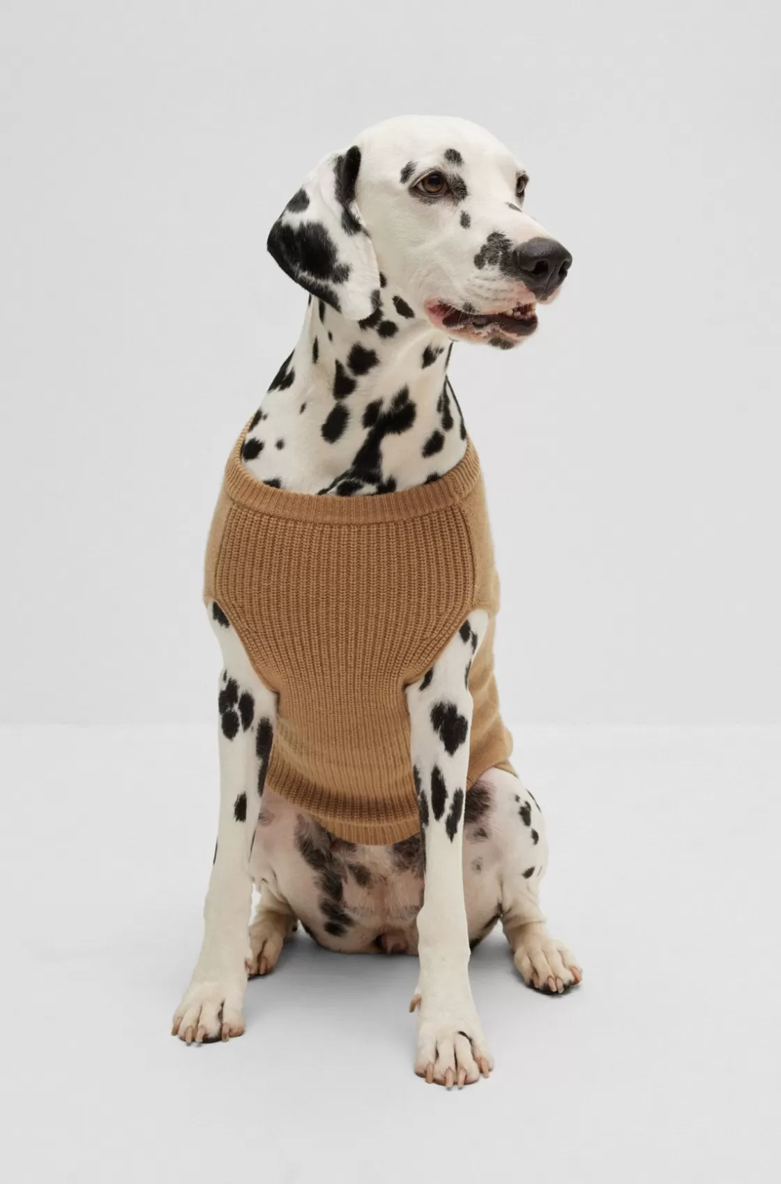 HUGO BOSS Dog Sweater In Wool And Cashmere Beige Best